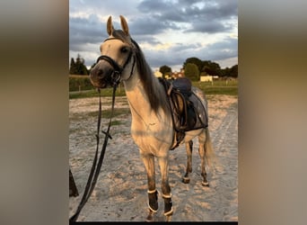 Pura Raza Árabe, Caballo castrado, 5 años, 148 cm, Tordo rodado