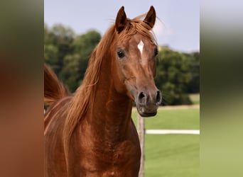 Pura Raza Árabe, Caballo castrado, 5 años, 150 cm, Alazán rojizo