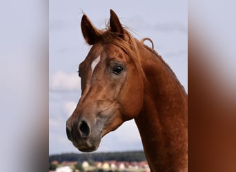 Pura Raza Árabe, Caballo castrado, 5 años, 150 cm, Alazán rojizo