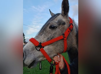 Pura Raza Árabe, Caballo castrado, 5 años, 152 cm, Tordo