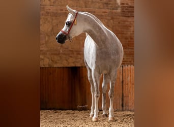 Pura Raza Árabe, Caballo castrado, 5 años, 153 cm