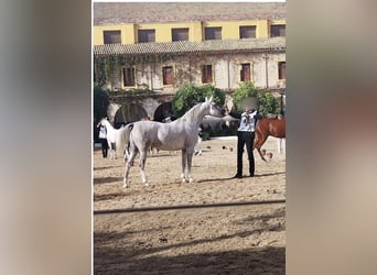 Pura Raza Árabe, Caballo castrado, 5 años, 153 cm