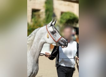 Pura Raza Árabe, Caballo castrado, 5 años, 153 cm