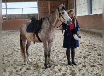 Pura Raza Árabe, Caballo castrado, 5 años, 154 cm, Tordo