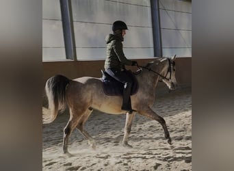 Pura Raza Árabe, Caballo castrado, 5 años, 154 cm, Tordo