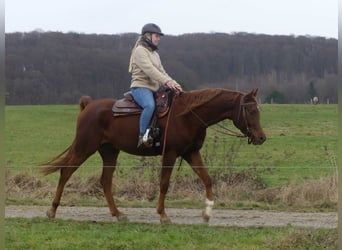Pura Raza Árabe, Caballo castrado, 5 años, 155 cm, Alazán