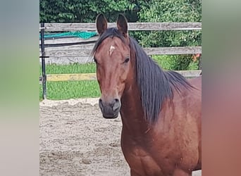 Pura Raza Árabe, Caballo castrado, 5 años, 155 cm, Castaño