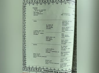 Pura Raza Árabe, Caballo castrado, 5 años, 155 cm, Tordo rodado