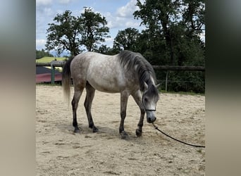 Pura Raza Árabe, Caballo castrado, 5 años, 155 cm, Tordo rodado