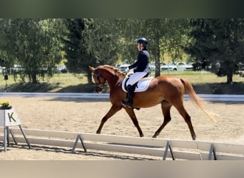 Pura Raza Árabe, Caballo castrado, 5 años, 157 cm, Alazán