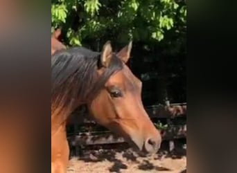 Pura Raza Árabe, Caballo castrado, 5 años, 158 cm, Castaño