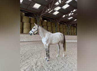 Pura Raza Árabe, Caballo castrado, 5 años, 158 cm, Tordo picazo