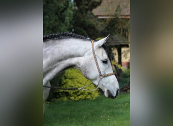 Pura Raza Árabe, Caballo castrado, 5 años, 159 cm, Tordo