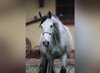 Pura Raza Árabe, Caballo castrado, 5 años, 159 cm, Tordo