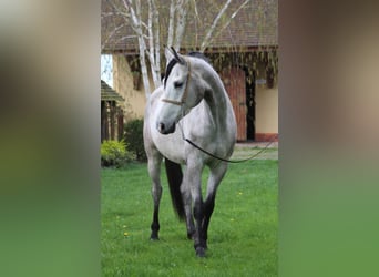 Pura Raza Árabe, Caballo castrado, 5 años, 159 cm, Tordo