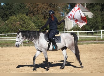 Pura Raza Árabe, Caballo castrado, 5 años, 159 cm, Tordo