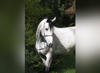 Pura Raza Árabe, Caballo castrado, 5 años, 159 cm, Tordo