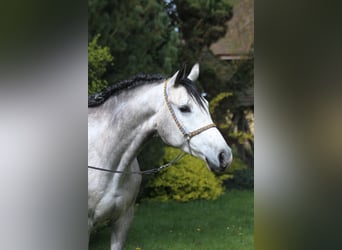 Pura Raza Árabe, Caballo castrado, 5 años, 159 cm, Tordo