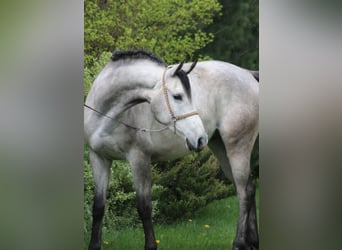 Pura Raza Árabe, Caballo castrado, 5 años, 159 cm, Tordo