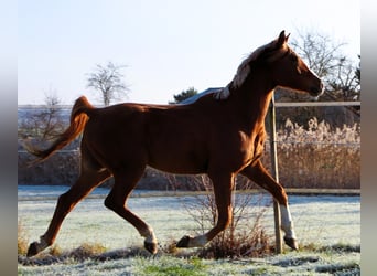 Pura Raza Árabe, Caballo castrado, 5 años, 160 cm, Alazán