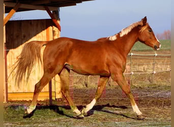 Pura Raza Árabe, Caballo castrado, 5 años, 160 cm, Alazán