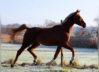 Pura Raza Árabe, Caballo castrado, 5 años, 160 cm