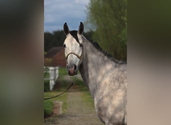 Pura Raza Árabe, Caballo castrado, 5 años, 160 cm, Tordo