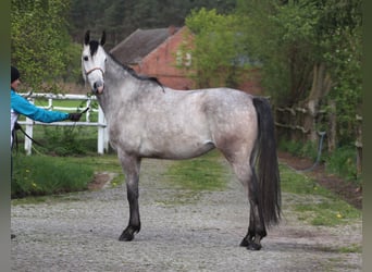 Pura Raza Árabe, Caballo castrado, 5 años, 160 cm, Tordo