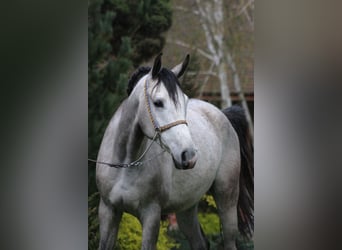 Pura Raza Árabe, Caballo castrado, 5 años, 160 cm, Tordo