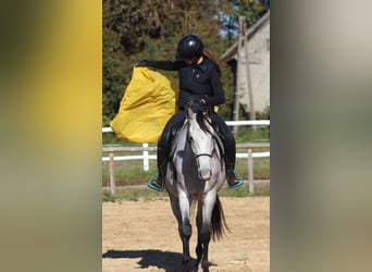 Pura Raza Árabe, Caballo castrado, 5 años, 160 cm, Tordo