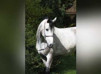 Pura Raza Árabe, Caballo castrado, 5 años, 160 cm, Tordo