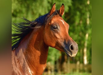 Pura Raza Árabe, Caballo castrado, 5 años, 161 cm, Castaño rojizo