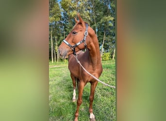 Pura Raza Árabe, Caballo castrado, 5 años, 163 cm, Castaño claro