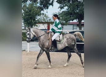 Pura Raza Árabe, Caballo castrado, 5 años