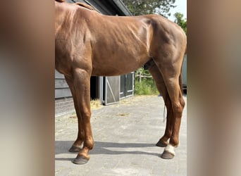 Pura Raza Árabe, Caballo castrado, 6 años, 148 cm, Alazán