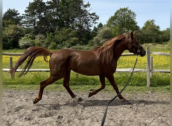 Pura Raza Árabe, Caballo castrado, 6 años, 148 cm, Alazán