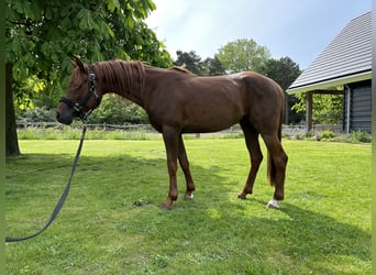 Pura Raza Árabe, Caballo castrado, 6 años, 148 cm, Alazán