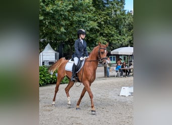 Pura Raza Árabe, Caballo castrado, 6 años, 150 cm, Alazán rojizo