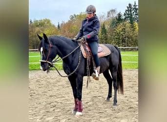 Pura Raza Árabe, Caballo castrado, 6 años, 151 cm, Negro