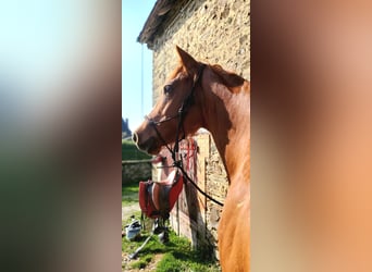 Pura Raza Árabe, Caballo castrado, 6 años, 154 cm, Alazán