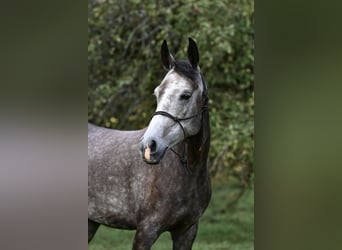 Pura Raza Árabe, Caballo castrado, 6 años, 154 cm, Tordo