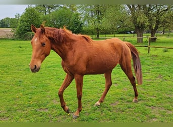 Pura Raza Árabe, Caballo castrado, 6 años, 155 cm, Alazán
