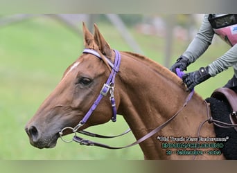 Pura Raza Árabe, Caballo castrado, 6 años, 155 cm, Alazán rojizo