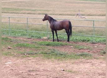 Pura Raza Árabe, Caballo castrado, 6 años, 155 cm, Castaño