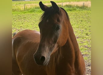 Pura Raza Árabe, Caballo castrado, 6 años, 155 cm, Castaño