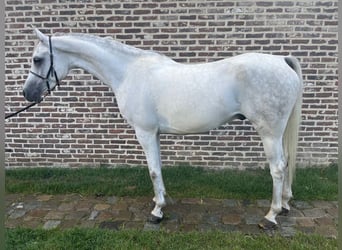Pura Raza Árabe, Caballo castrado, 6 años, 155 cm, Tordo