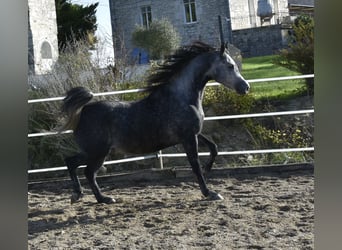 Pura Raza Árabe, Caballo castrado, 6 años, 155 cm, Tordo rodado