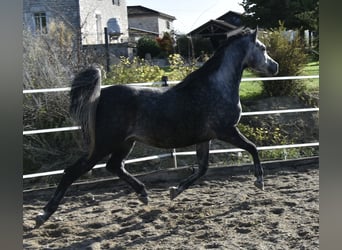 Pura Raza Árabe, Caballo castrado, 6 años, 155 cm, Tordo rodado