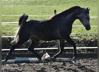 Pura Raza Árabe, Caballo castrado, 6 años, 155 cm, Tordo rodado