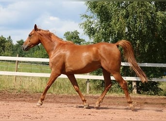 Pura Raza Árabe, Caballo castrado, 6 años, 156 cm, Alazán